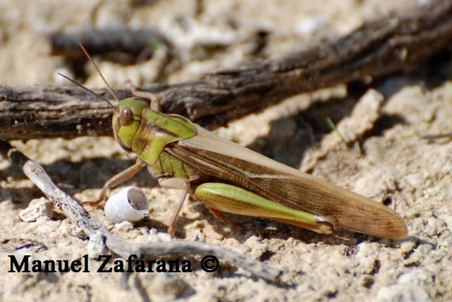 Ortottero verde da identificare...